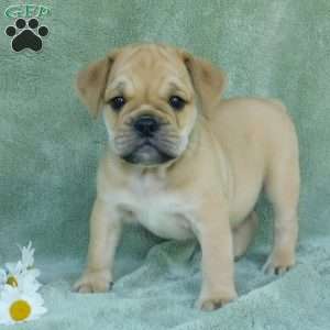 Rowdy, Miniature Bulldog Puppy